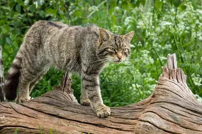 Дальневосточный лесной кот — Зоопарк Садгород