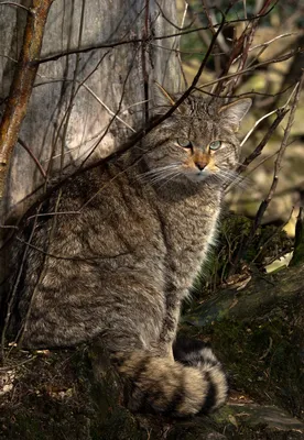 Швейцария выбрала животное года – им стал лесной кот. Почему? – K-News