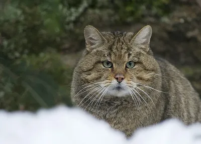 Дикий лесной кот | Пикабу