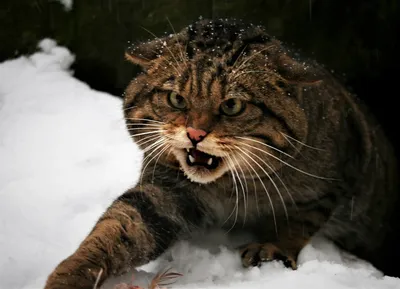 Манул, или Палласов кот, или дикий кот. Stock Photo | Adobe Stock