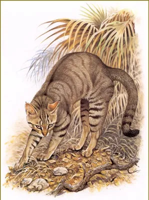 Критский дикий кот — Википедия