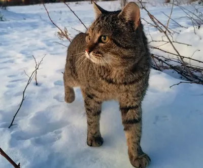 Русский лесной кот (30 фото) - 30 фото