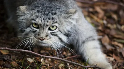 Манул – уникальное животное Сибири. А можно ли приручить этого дикого кота?  | Природа нашей планеты | Дзен