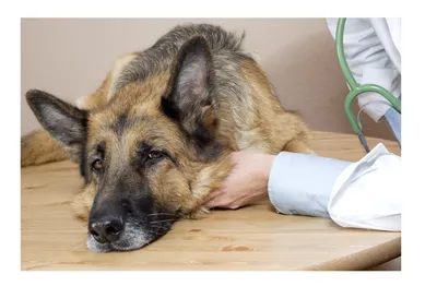 Дирофиляриоз у собаки - причины и профилактика