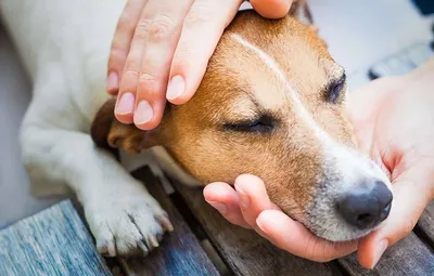 Паразиты в коже собаки: специалисты Краснодарской МВЛ обнаружили случай  кожной формы дирофиляриоза | Ветеринария и жизнь
