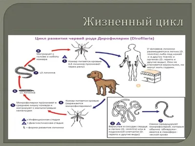 Диагностика и хирургическое лечение дирофиляриоза у собак