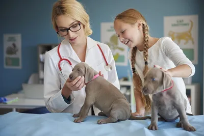 Дирофиляриоз или «злая нить» у собак | Ветеринария и жизнь