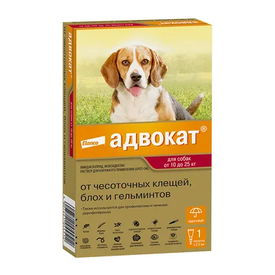 Дирофиляриоз собак в России: профилактика и лечение