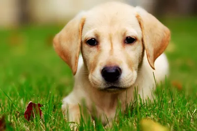 Дирофиляриоз у собак: причины, симптомы, лечение, профилактика в домашних  условиях