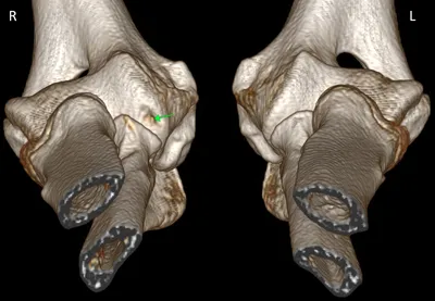 SKOLKOVO VET – КТ при дисплазии локтевых суставов