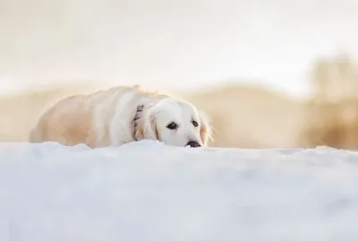 Дисплазия локтевого сустава собак: диагностика и лечение
