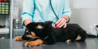 Дисплазия тбс у собак диагностика и лечение в ветцентре Воронцова