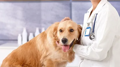 Дисплазия локтевого сустава у собак - симптомы, диагностика, лечение - Сеть  Ветеринарных Центров \"МЕДВЕТ\"