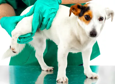 Дисплазия тазобедренного сустава у собак: симптомы, лечение
