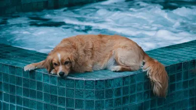 Дисплазия локтевого сустава у собак лечение в клинике Воронцова