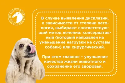 Дисплазия тазобедренных суставов у собак - Ветеринарный Центр «Прайд»