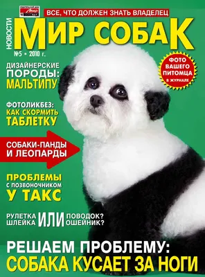 Голдендудль и каракет: дизайнерских собак и кошек продают на Кубани по  \"бешенным\"ценам - PrimaMedia.ru