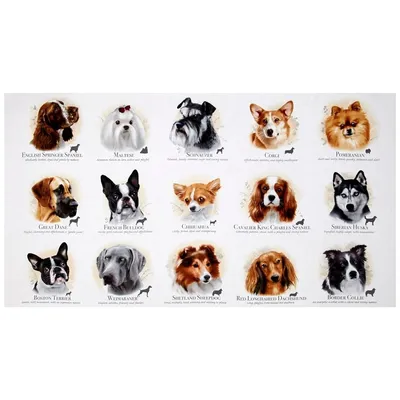 Дизайнерские породы собак с фотографиями и названиями