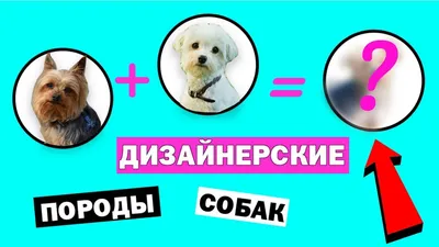Дизайнерские породы собак. — обсуждение в группе \"Собаки\" | Птичка.ру