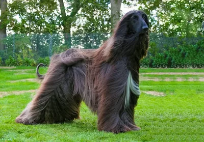 Колли длинношерстный - описание породы собак: характер, особенности  поведения, размер, отзывы и фото - Питомцы Mail.ru