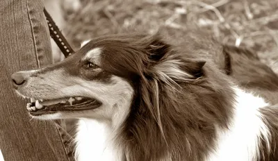 Шампунь Пчелодар с пергой и экстрактом хвои для длинношерстных собак 250мл