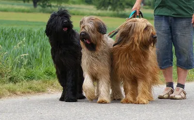 длинношерстная собака стоит на улице, собачьи хвосты картинки, трава,  животное фон картинки и Фото для бесплатной загрузки