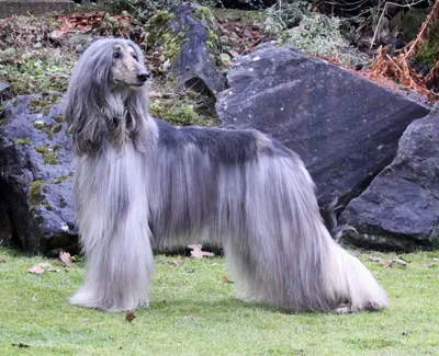 Длинношерстные собаки крупные и маленькие породы с длинной шерстью. Список  на Petstory