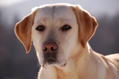 Самые добрые собаки в мире: топ-10 пород