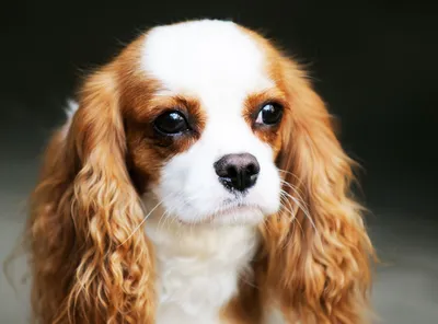 Топ-7 самых милых пород собак | ВКонтакте