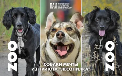 Красивые, милые собаки щенка не лаяя Basenji породы собаки Стоковое  Изображение - изображение насчитывающей чертеж, красивейшее: 106262413