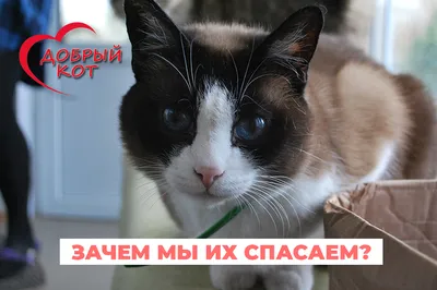 Самый добрый кот в хорошие руки в Новосибирске. Цена - договорная. -  НГС.ОБЪЯВЛЕНИЯ