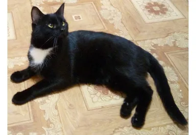 Найден добрый кот в Боре | Pet911.ru