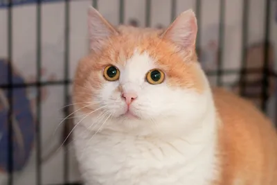 Серьезный, но добрый кот Геннадий пребывает в поиске любящих и заботливых  хозяев! | Пикабу