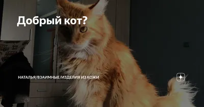 Добрый кот просто 😉 | Психотерапия | ВКонтакте