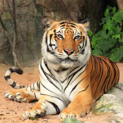 Добрый тигр фото 