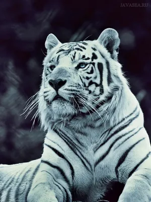Добрый тигр - красивые фото