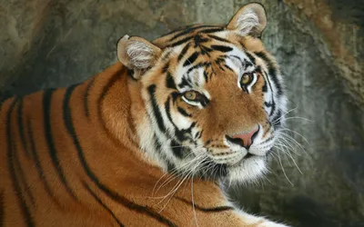 Обои тигр, морда, хищник, взгляд, добрый картинки на рабочий стол, фото  скачать бесплатно
