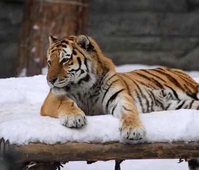 Добрый тигр | Животные, Тигр