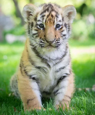 Красивая фотография тигра с выбором размера и формата для скачивания | Добрый  тигр Фото №517026 скачать