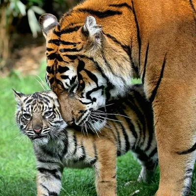 Тигр Животное Природа - Бесплатное фото на Pixabay - Pixabay