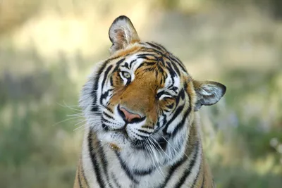 Конфликтный амурский тигр, который охотился на собак, оказался старым  (видео) ▸ Amur.Life