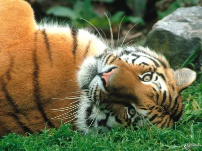 Добрый тигр - 61 фото