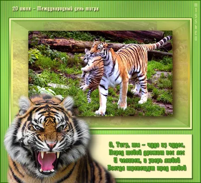 Тигр: истории из жизни, советы, новости, юмор и картинки — Все посты |  Пикабу