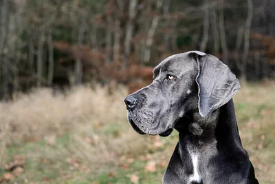 Бордоский дог собака: фото, характер, описание породы