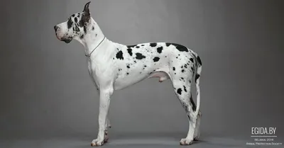 Аргентинский дог собака: фото, характер, описание породы