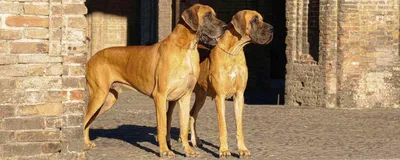 Немецкий дог (Great Dane) - это добродушная и открытая к человеку порода  собак. Фото, описание и отзывы владельцев.