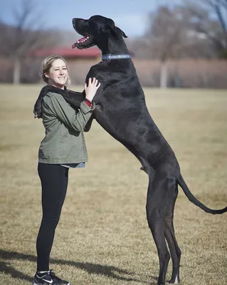 Топ-15 самых больших собак с фото и описанием – ProPlan.ru