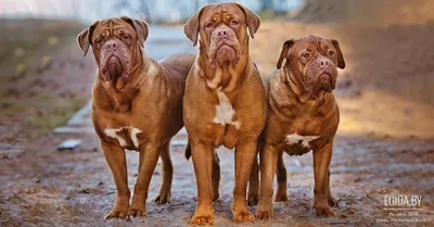 В Британии запретят американских собак XL Bully - Российская газета
