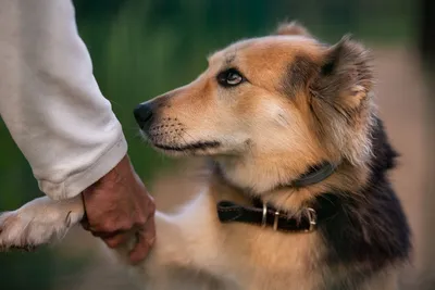 Ученые установили, какие собаки живут дольше | Ветеринария и жизнь