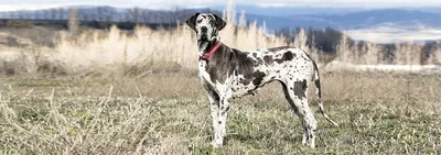 Канарский дог собака: фото, характер, описание породы